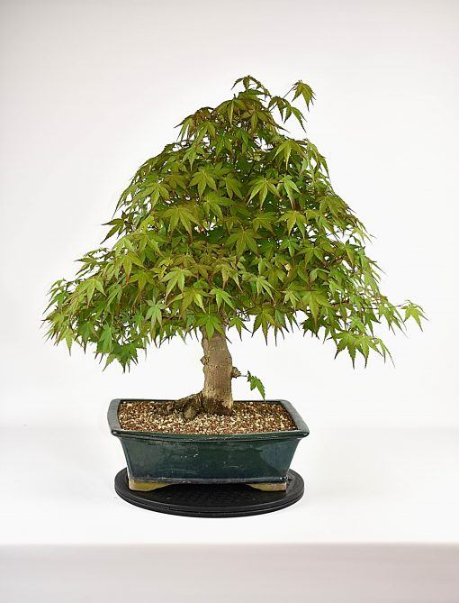 Acer palmatum| Japanse esdoorn Achterkant