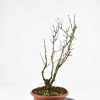 Acer ginnala Pre bonsai Bonsaishop Fagus