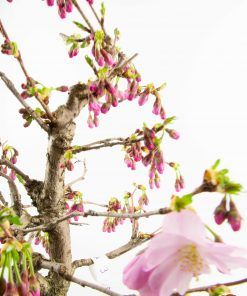 Prunus accolade bonsai - Bonsaishop Fagus-3