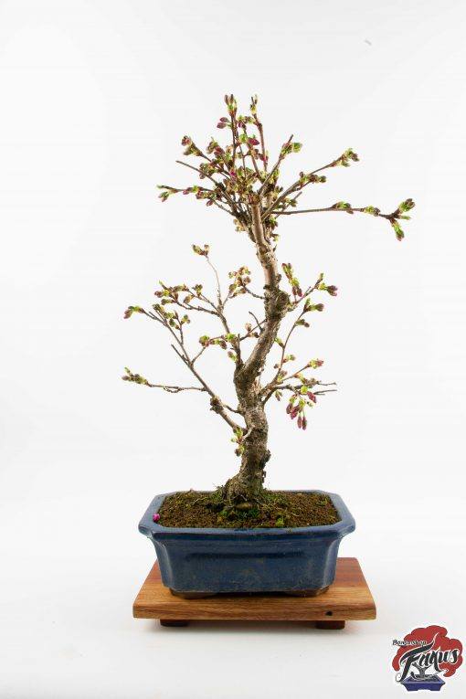 Prunus accolade bonsai - Bonsaishop Fagus-3