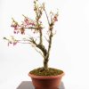 Prunus accolade bonsai - Bonsaishop Fagus