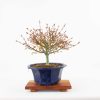 Acer palmatum kiyohime - Bonsaishop Fagus