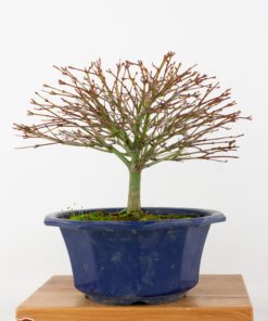 Acer palmatum kiyohime