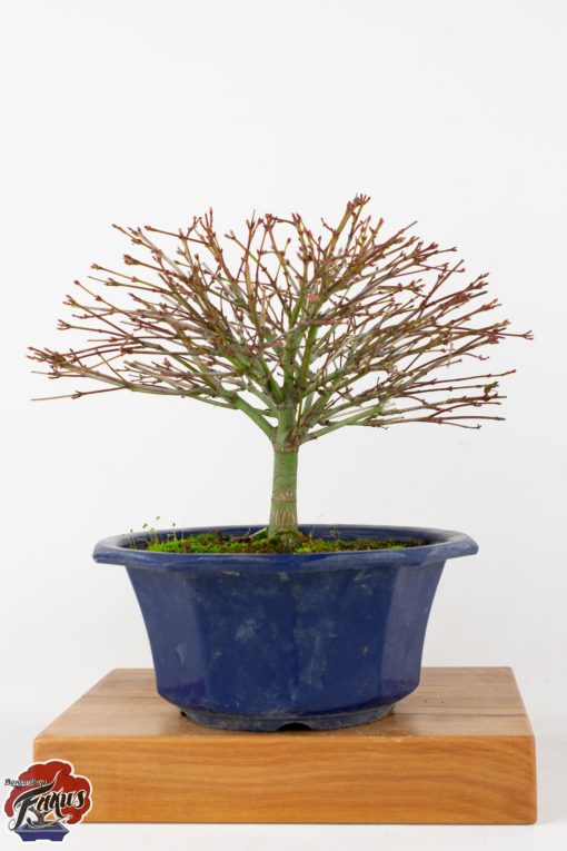Acer palmatum kiyohime