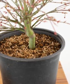 acer palmatum kiyohime-1
