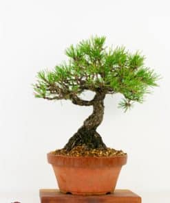 Pinus Thunbergii
