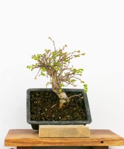 Ulmus parvifolia nire