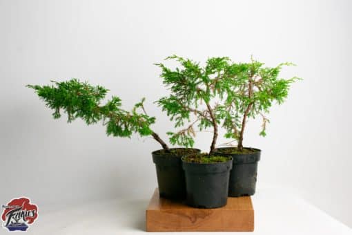 Juniperus itoigawa