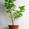 platanus acerifolia