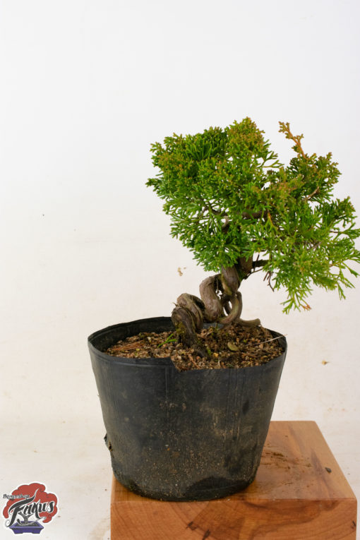 juniperus kishu