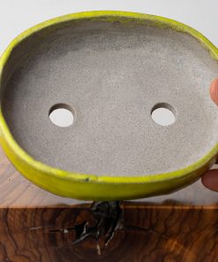 yellow oval pot