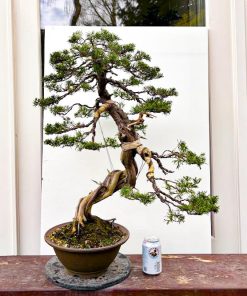 Juniperus itoigawa